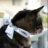 CatLovesChanel