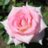 Cynthia_Song