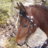 Trailrider52