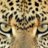 Psychotic Leopard