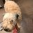 fuzzy_wheatie