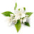 Jasmine*