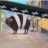 Moocy