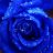 Blue Rose