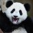 pandapreston