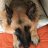 Germanshepluv