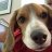 Beagles