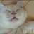 catamount_judy