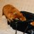 Fox_purse