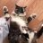 stinkycat