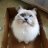Floandcat