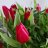 Lilly124