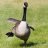 SillyGoose
