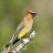 CedarWaxWing