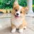 CorgiMama9000