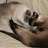 siamese3