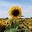sunflower52