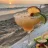 PeachTequila