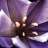 Moonflower