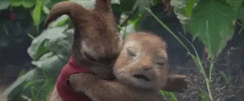Sony Love GIF by Peter Rabbit Movie