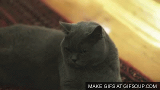 u6N2PkZ.gif