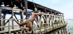 tumblr_o46uspOzam1rpotpgo8_250.gif