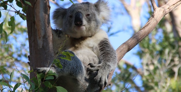 www.ragtrader.com.au