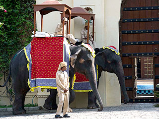elephants-320.jpg