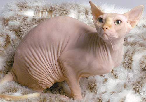hairless_cat.jpg