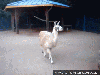 stuck-up-o.gif