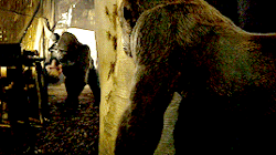 tumblr_o49kj0s88l1ty8mi0o3_250.gif