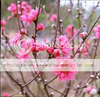 peachflowers-1.jpg