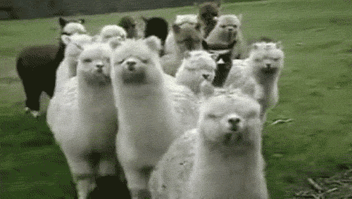 flock_zps6e4f924e.gif