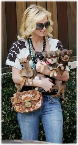 paris_hilton_dogs.jpg