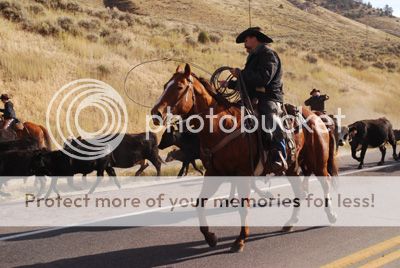 cattle-drive2_zps67892527.jpg