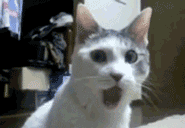 tumblr_mnj4y62GYs1sqpjgto1_250.gif