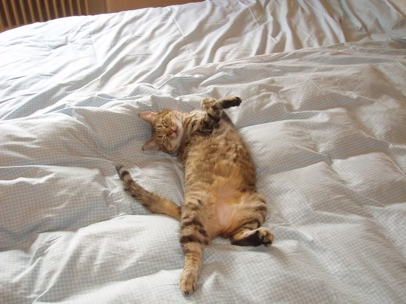 Bedcat.jpg