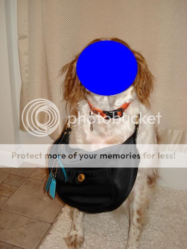 coach_dog.jpg