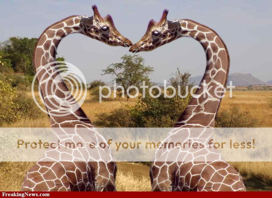 Serengeti-Lovers-7148.jpg