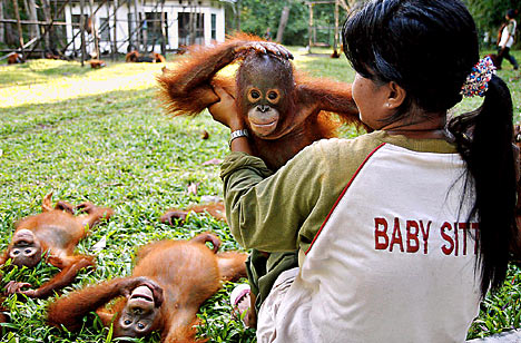 Orangutan3_468x308.jpg