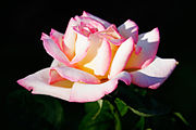 180px-Pink_rose_albury_botanical_gardens.jpg