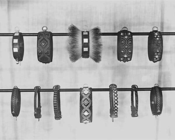 A black-and-white image of twelve dog collars, with various studs, fringes and other embellishments hanging on two rods.